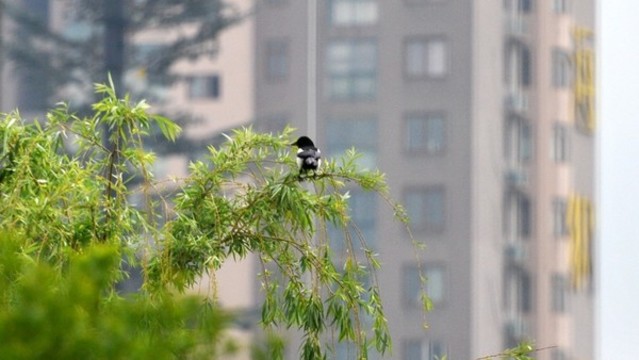 喜鵲