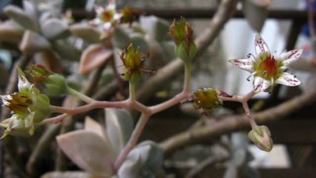 朧月