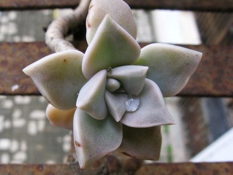 朧月