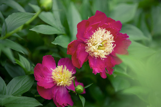 紅芍藥