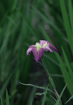 紫鳶尾花