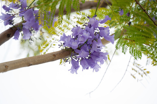藍(lán)花楹