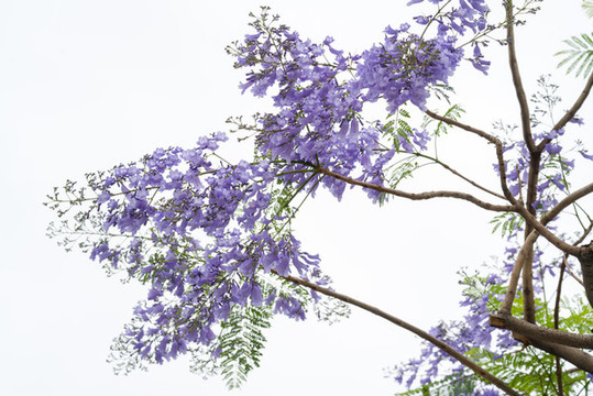 藍(lán)花楹