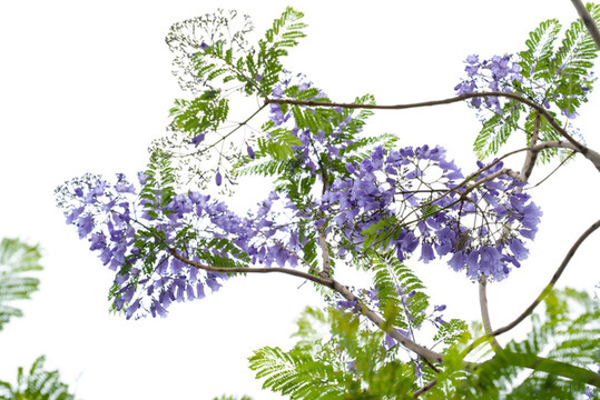 藍花楹
