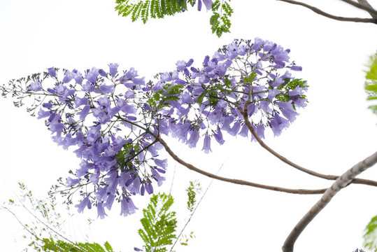 藍(lán)花楹