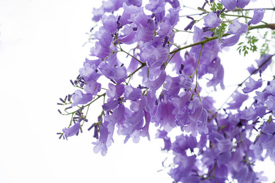藍(lán)花楹