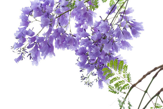 藍花楹