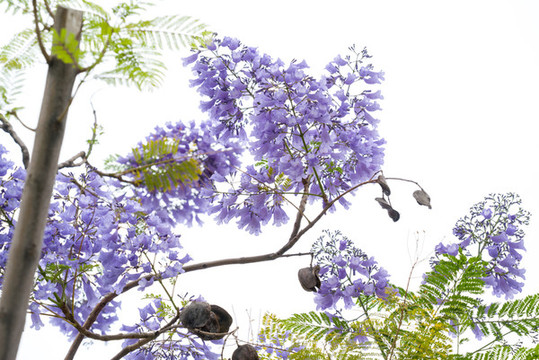 藍(lán)花楹
