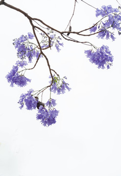 藍(lán)花楹