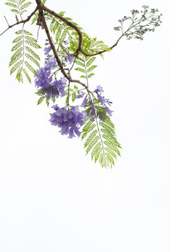 藍(lán)花楹