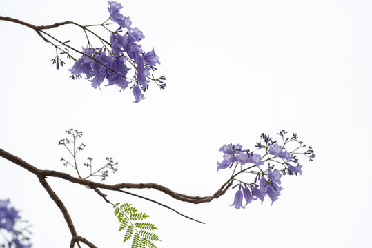 藍(lán)花楹