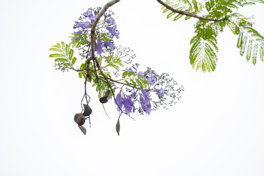 藍(lán)花楹