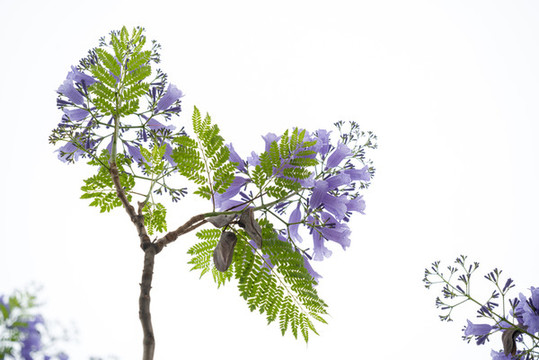 藍花楹