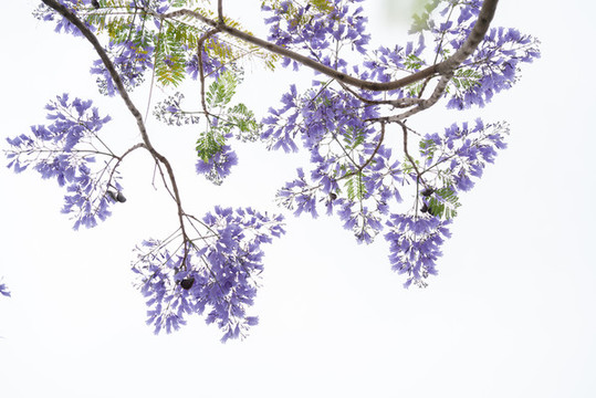 藍花楹