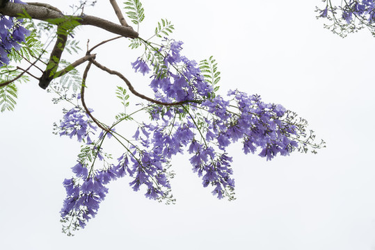 藍花楹