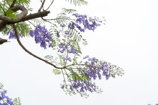 藍(lán)花楹