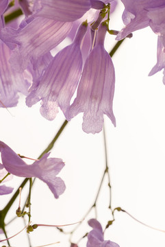 藍(lán)花楹