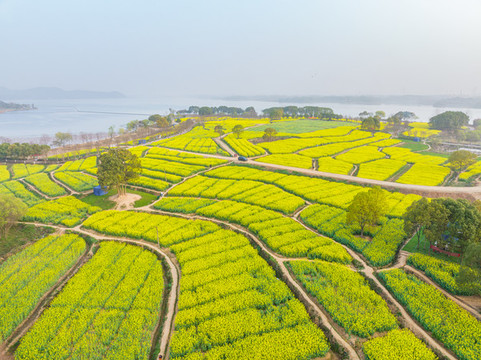 武漢東湖森林公園油菜花