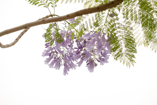 藍(lán)花楹