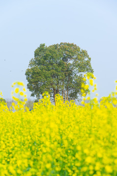 武漢東湖森林公園油菜花