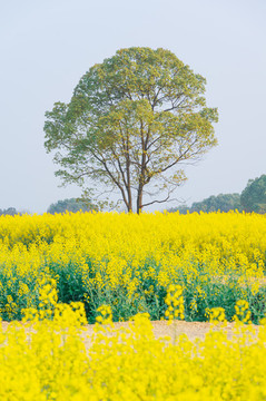 武漢東湖森林公園油菜花