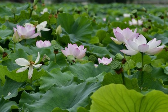 荷花