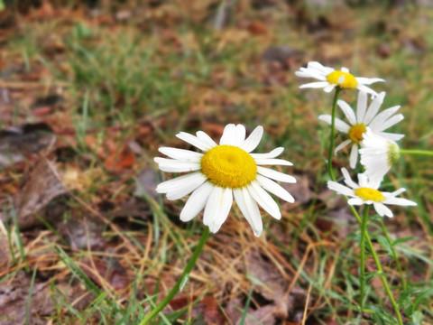 大濱菊