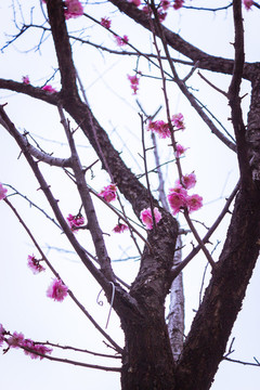 枯枝花開(kāi)榆葉梅