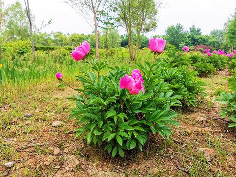 粉色芍藥