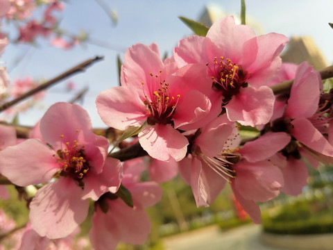 桃花