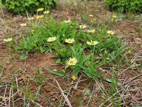 中華苦荬菜