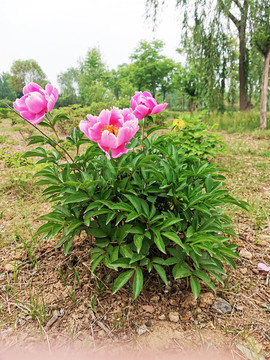 芍藥花