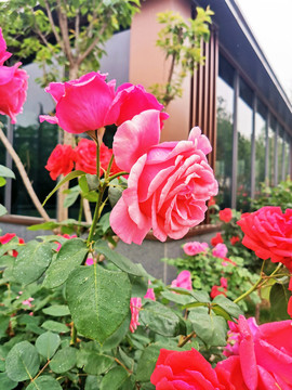 粉色月季花