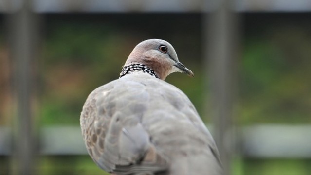斑鳩