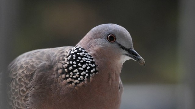 斑鳩