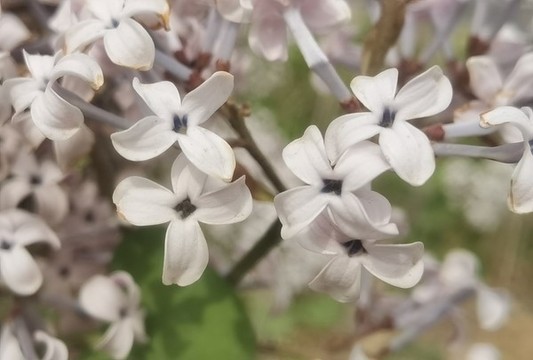 丁香花