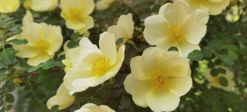 黃薔薇