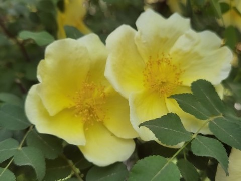 黃薔薇