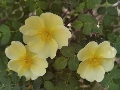 黃薔薇