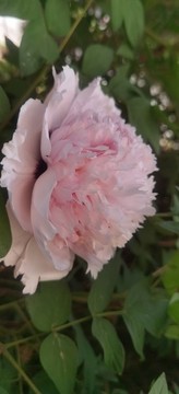 牡丹花