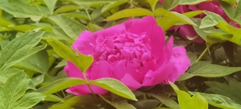 牡丹花