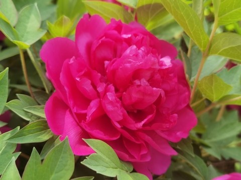 牡丹花