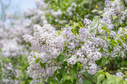 丁香花