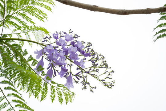 藍(lán)花楹
