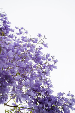 藍(lán)花楹