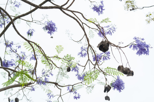 藍(lán)花楹