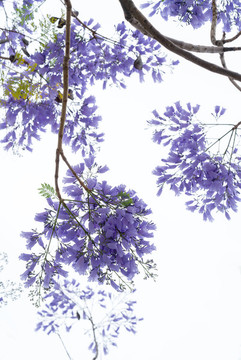 藍花楹
