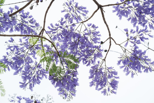 藍花楹