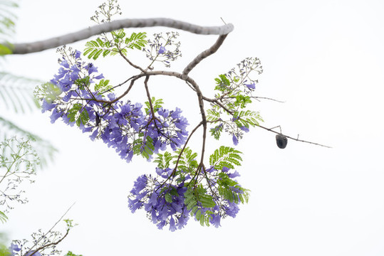 藍(lán)花楹