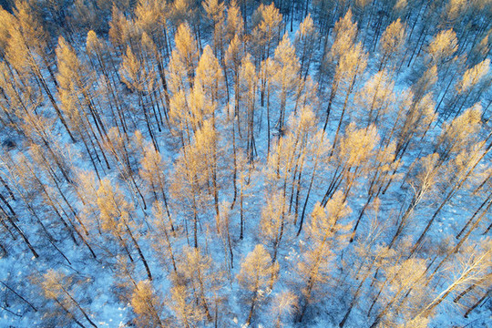 航拍雪域樹林雪景